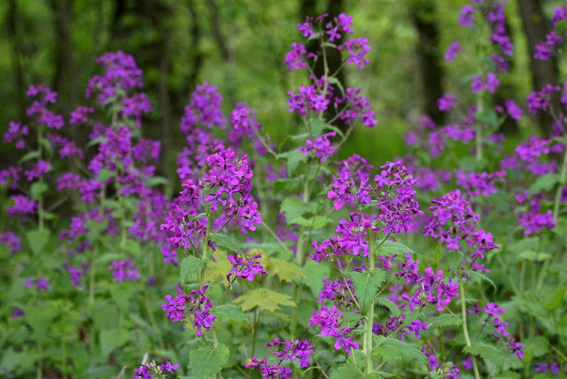 Wilde Judaspenning - Lunaria rediviva - vlinderplanten- tuinplanten inheems